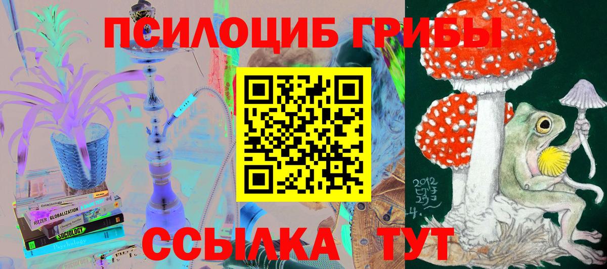 Галлюциногенные грибы Psilocybe Ессентуки